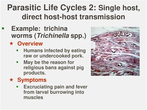 Lecture 13: Phylum Nematoda, Part 2 Parasitic Life Histories - ppt download