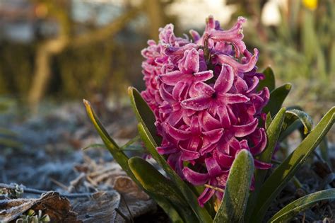 Hyacinth care: how to water, fertilise & more - Plantura