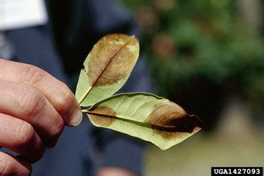 Phytophthora ramorum | WY Cooperative Agricultural Pest Survey | University of Wyoming