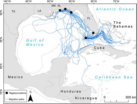 Leatherback Sea Turtle Habitat Map