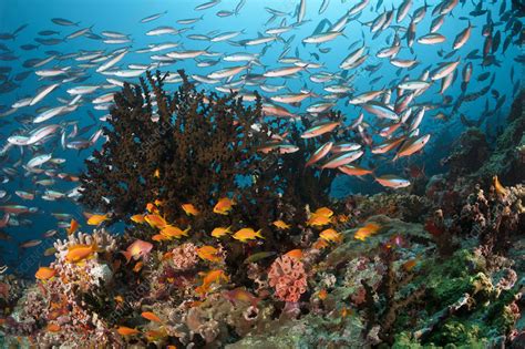 Coral reef, Maldives - Stock Image - C048/8224 - Science Photo Library