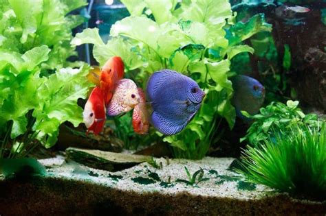 Discus Fish Care: Lifespan, Tank Mates, Diet, & Health (Tank Setup, Diet, Tank Mates)