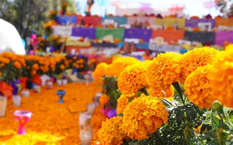 Flor de cempasúchil: ¿Por qué se coloca en la ofrenda de Día de Muertos? - El Sol de Puebla ...