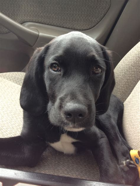 Pollard. Black lab GSP mix pup I Love Dogs, Cute Dogs, Pointer Puppies ...