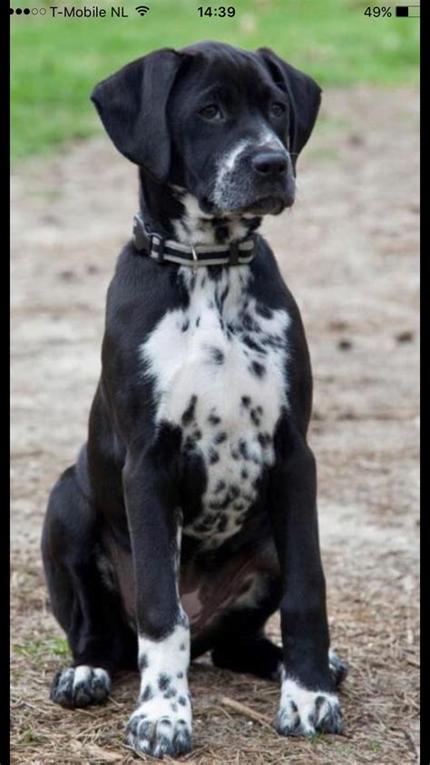 Cute Labrador x Dalmation Puppies