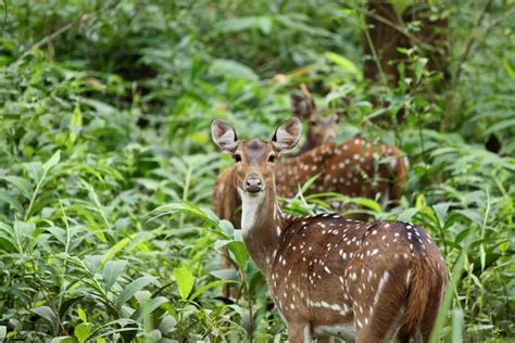 Karnataka Wildlife Tour, Karnataka Wildlife Sanctuary