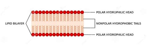 Bilayer Membrane. Polar Hydrophilic Head and Nonpolar Hydrophobic Tail ...