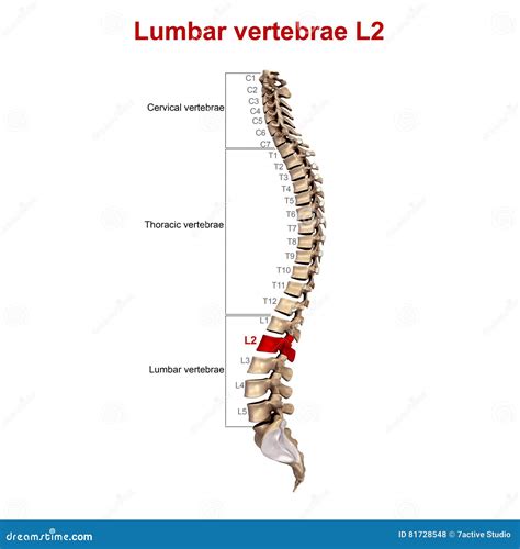 Movement In Lumbar Vertebrae Cartoon Vector | CartoonDealer.com #146032583