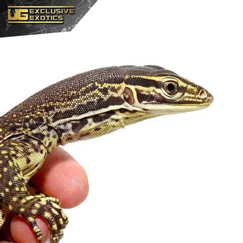 Baby Argus Monitor - Underground Reptiles