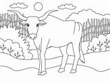 Ox Outline Coloring Page  Free Printable Pages For Kids sketch template
