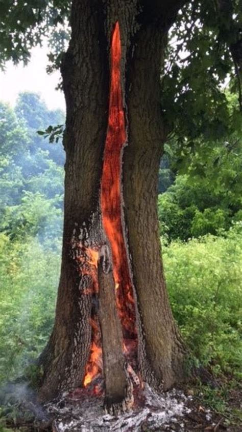 This Oak tree burning from the inside out from being struck by ...