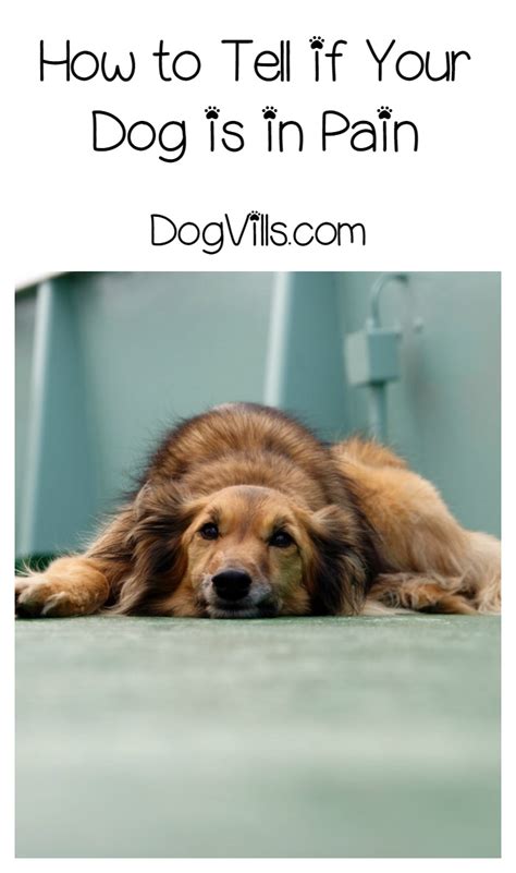 How Can I Tell If My Dog is in Pain? - DogVills