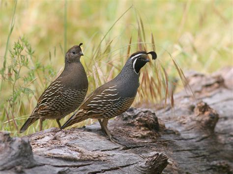 California Quail, Up and Running | BirdNote