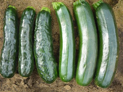 Zucchini yellow mosaic virus in cucurbit crops | Agriculture and Food