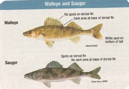 Sauger or Saugeye and Why?? - Walleye & Sauger - Walleye & Sauger | In-Depth Outdoors