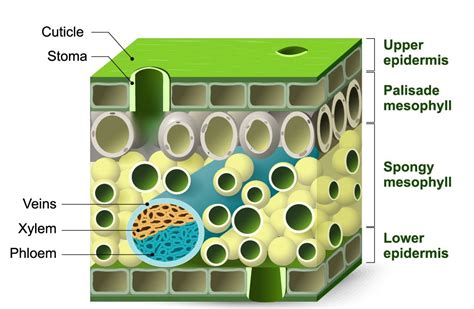 Microscopic Plant Adaptations - SCIENTIST CINDY