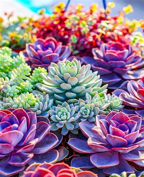 Pin de Vanessa Davidson en Succulents | Suculentas, Cactus y suculentas, Plantas suculentas