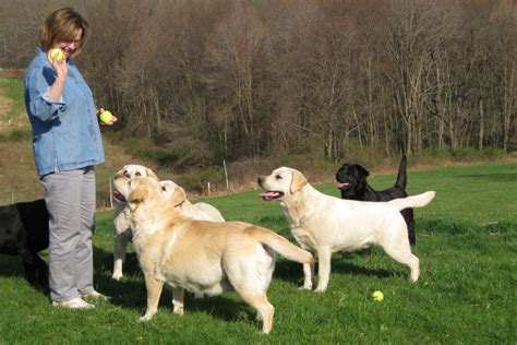 How To Train A Labrador Retriever - Popular Commands And Training Tricks