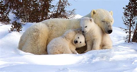 Picture perfect! Polar bear family chills out in the snow