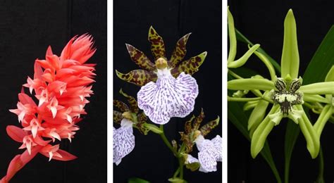 Botanic Gardens' orchid show goes virtual and more Denver culture news