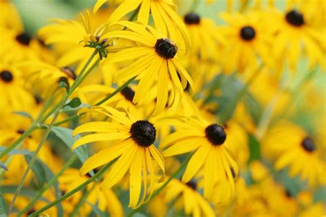 Echinacea paradoxa (Yellow Coneflower)