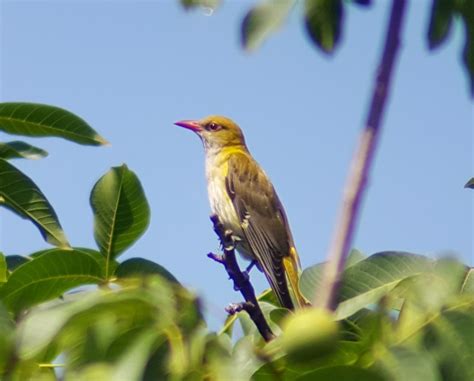 Photo - Eurasian Golden Oriole - Oriolus oriolus - Observation.org