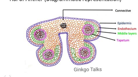 Anther Wall: Structure and Function of various layers. - YouTube