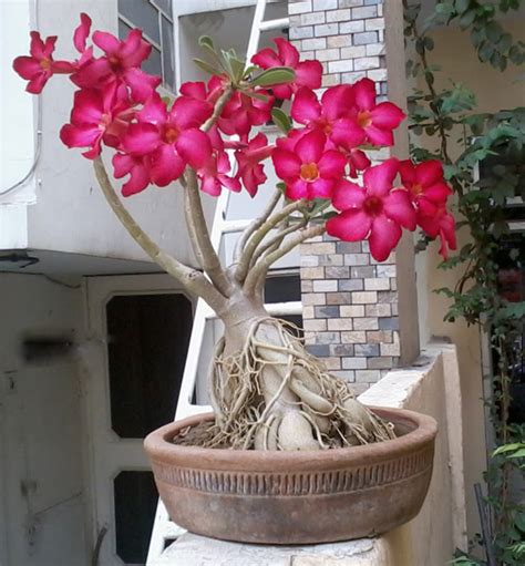 Wholesale Manufacturing Bonsai Adenium Plants | Bonsai Adenium Plant