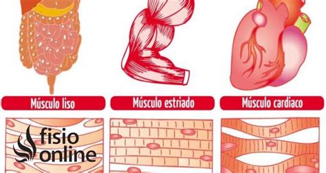 Dibujo Del Tejido Muscular Cardiaco