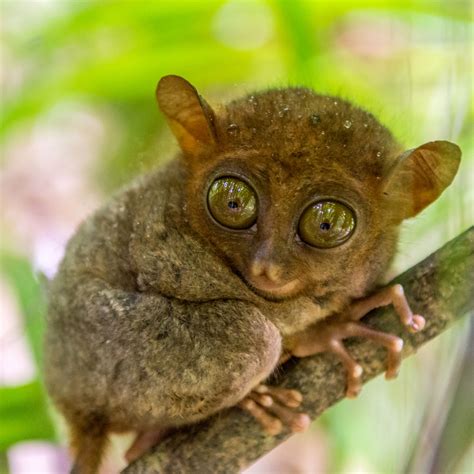 The Adorable Wildlife of the Philippines Above and Below the Water - Travelogues from Remote Lands