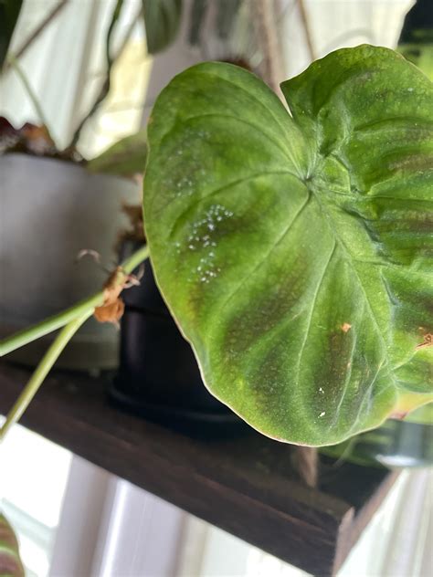 Are these thrip eggs? 😔 : r/RareHouseplants