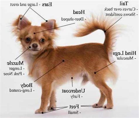 How To Train Chihuahua | PETSIDI