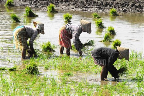 Photo of Rice Field Workers by Photo Stock Source - agriculture, Inwa ...