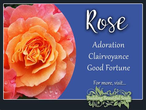 Rose Meaning & Symbolism | June Birth Flower | Flower Meanings