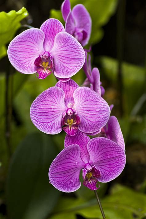 Orchids In The Tropical Rainforest