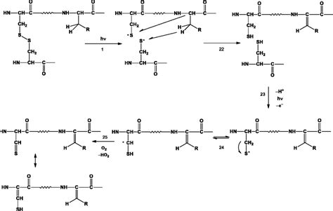 Tentative mechanism for the dehydrogenation of two adjacent amino acids ...