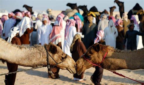 Al Dhafra Festival: experience traditional Abu Dhabi at the world’s ...