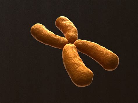 X Chromosome 3D Model - 3D Models World