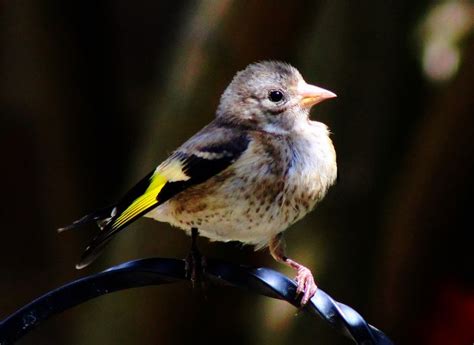 Juvenile goldfinch | Goldfinch, Animals, Photo