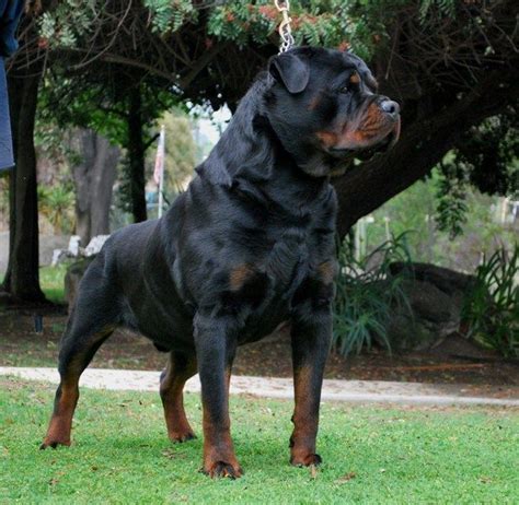 Rottweiler Puppies for Sale - Von Ruelmann Rottweilers Inc | Rottweiler puppies, Dog breeds ...