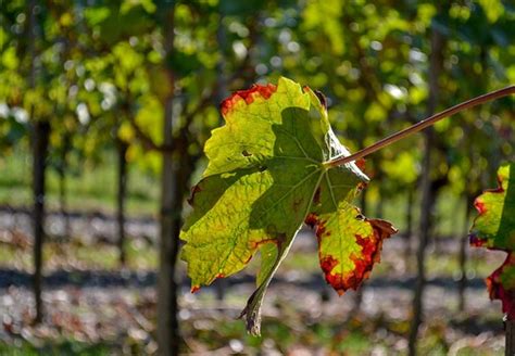 Grape Leaf after picking | It was late in the season after t… | Flickr