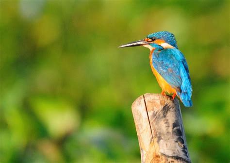 Located on the banks of the vembanad lake, the kumarakom bird sanctuary ...