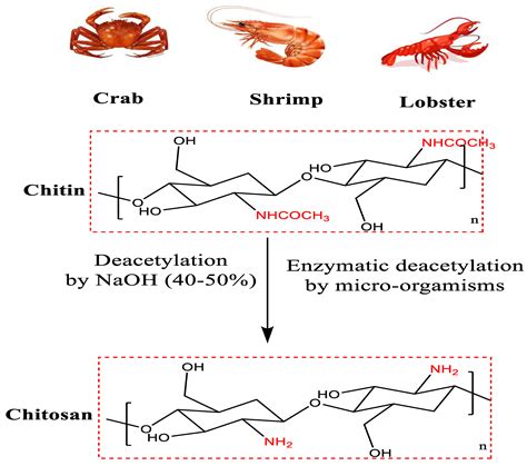 Chitosan Chitin