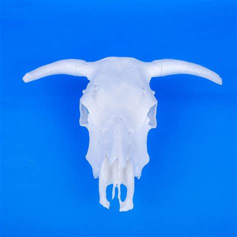 Anatomical Model - Cow Skull - OS Education