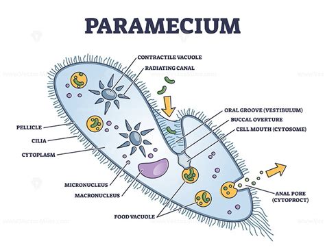 Paramecium microscopic closeup structure with anatomical outline ...