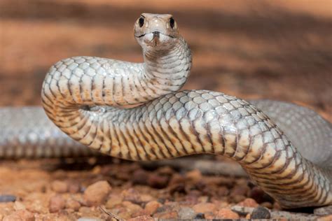 What you need to know: your guide to snakes in Victoria | RACV