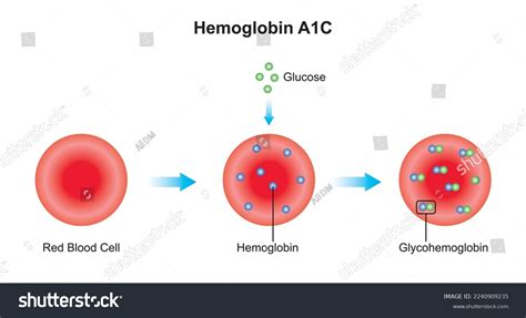 6,579 Hemoglobin Tests Images, Stock Photos & Vectors | Shutterstock