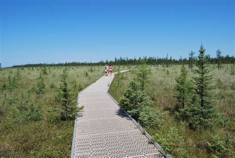 The Big Bog Boardwalk, Waskish, MN