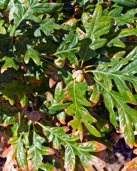 White Oak (Quercus alba) | White Oak (Quercus alba) changing… | Flickr