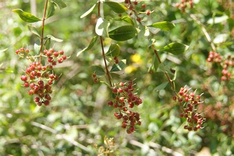 West African Plants - A Photo Guide - Lawsonia inermis L.